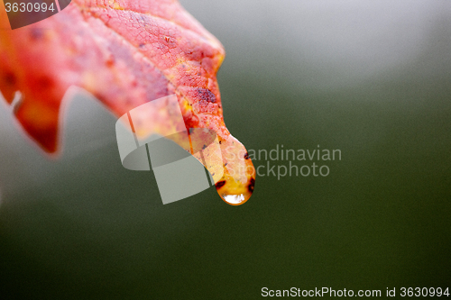 Image of Autumn Leaves Sugar Maple