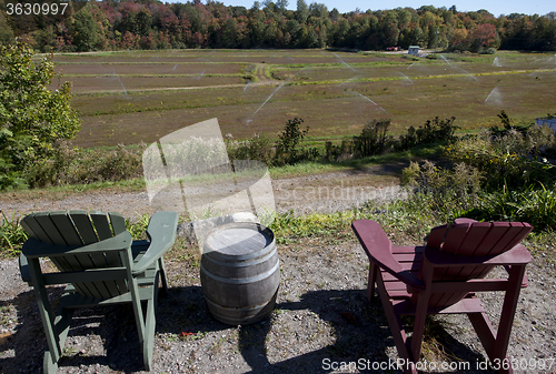 Image of Cranberry Fields in Bala Ontario