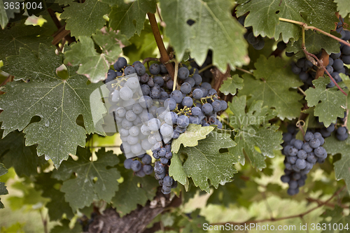 Image of Niagara on the Lake blue concord grapes