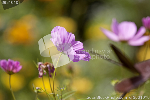 Image of Close Up Flowers