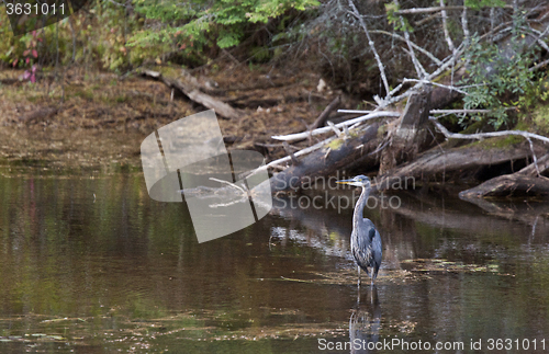 Image of Algonquin Park Muskoka Ontario