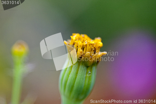 Image of Close Up Flowers