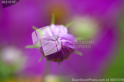 Image of Close Up Flowers