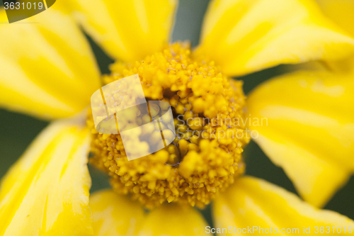 Image of Close Up Flowers