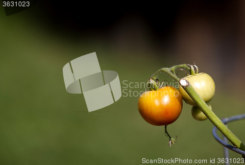 Image of Tomato on the vine