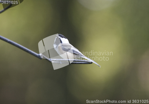 Image of Black-capped Chickadee 