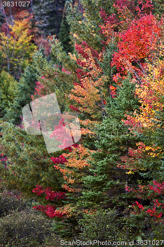 Image of Algonquin Park Muskoka Ontario