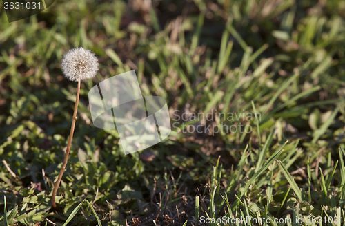 Image of Dandelion in Seed