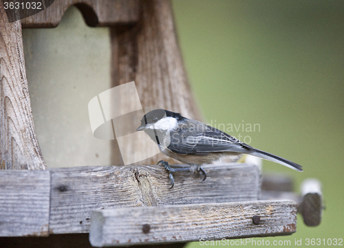 Image of Black-capped Chickadee 