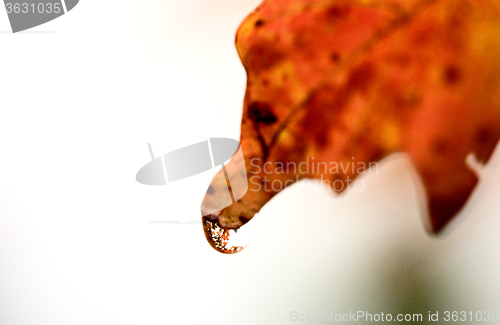 Image of Autumn Leaves Sugar Maple