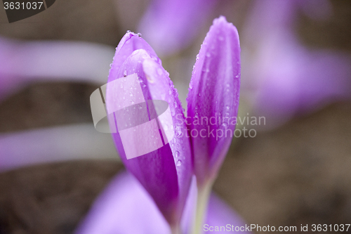 Image of Close Up Flowers