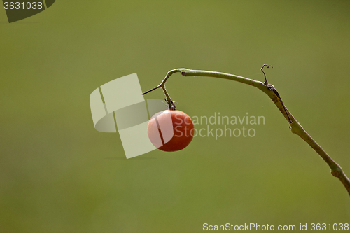 Image of Tomato on the vine