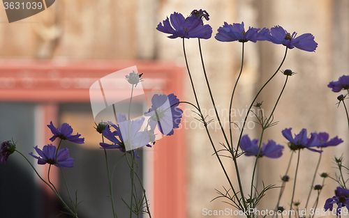 Image of Close Up Flowers