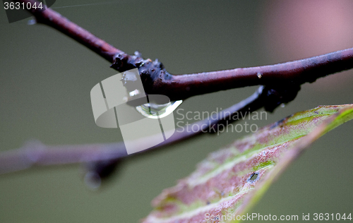 Image of Water Drop on Plant