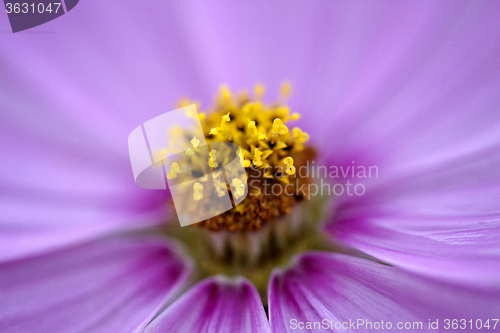 Image of Close Up Flowers