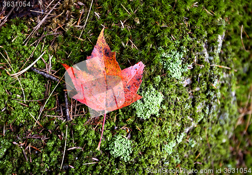 Image of Autumn Leaves Sugar Maple