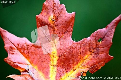 Image of Autumn Leaves Sugar Maple