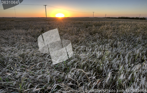 Image of Wheat Field at Sunset