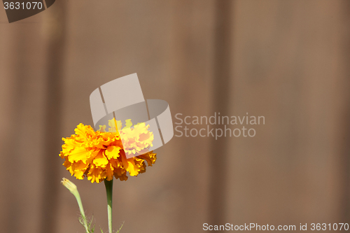 Image of Close Up Flowers