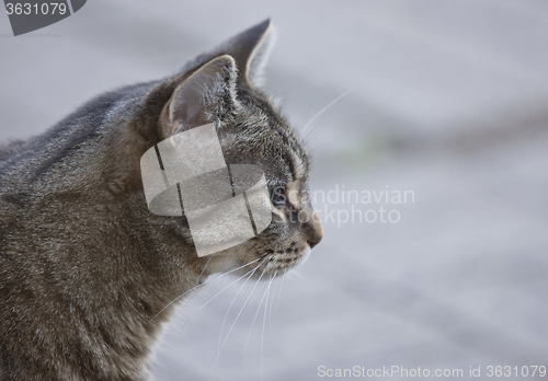 Image of Close Up Tabby Cat