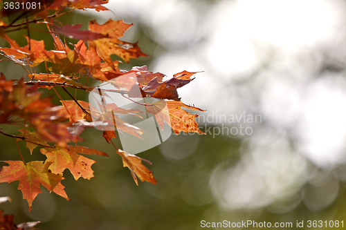 Image of Autumn Leaves Sugar Maple