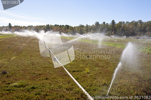 Image of Cranberry Fields in Bala Ontario