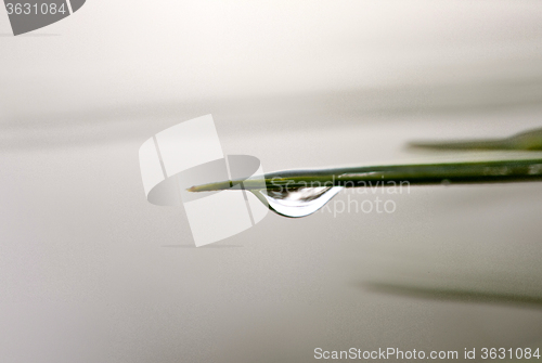 Image of Water Drop on Plant