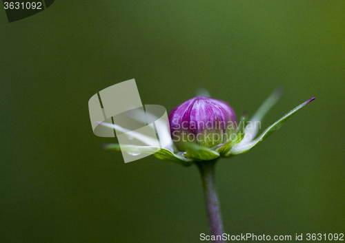 Image of Close Up Flowers