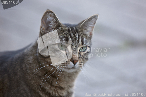 Image of Close Up Tabby Cat