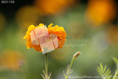 Image of Close Up Flowers