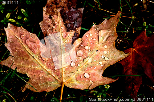 Image of Autumn Leaves Sugar Maple