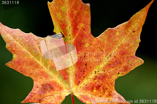 Image of Autumn Leaves Sugar Maple