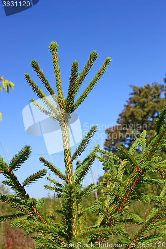 Image of Fir tree on the forest edge in autumn