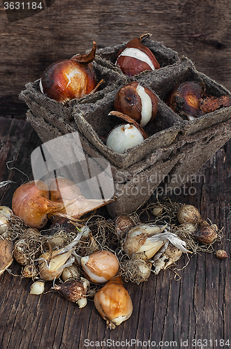 Image of Bulbs and seeds for planting