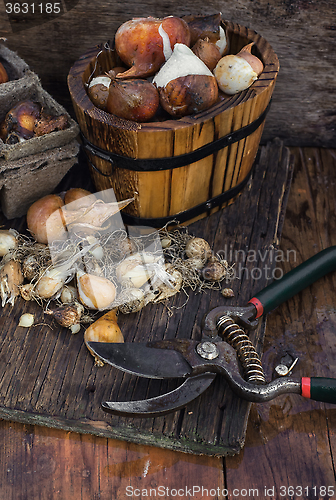 Image of Bulbs and seeds for planting