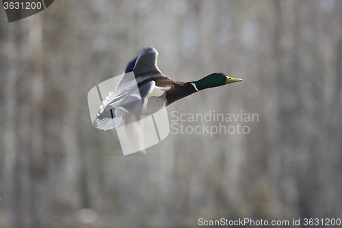 Image of flying mallard