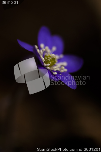 Image of hepatica nobilis