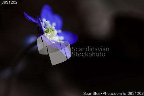 Image of blue anemone