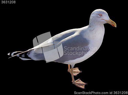 Image of European Herring Gull