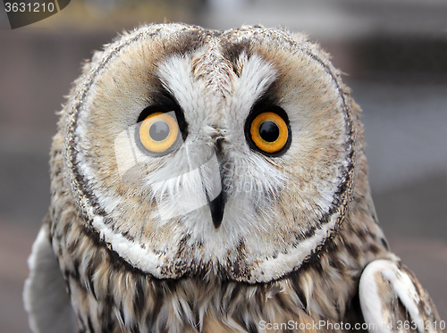 Image of Small Owl