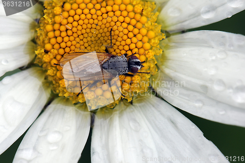 Image of Fly on a Flower