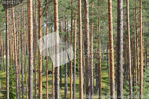Image of Summer Forest