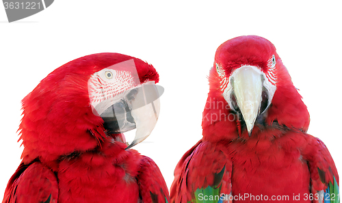Image of Two Parrots