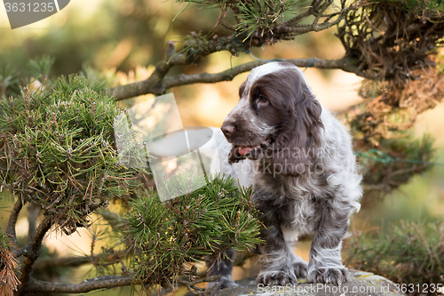 Image of English Cocker Spaniel puppy