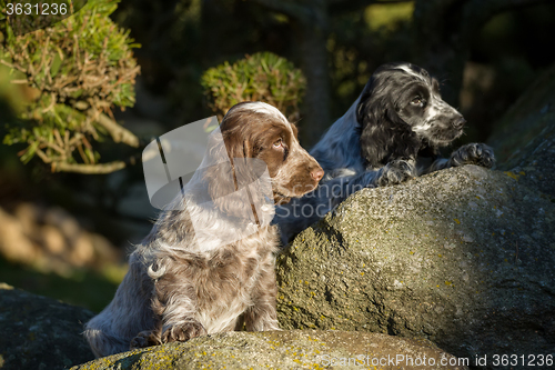 Image of English Cocker Spaniel puppy