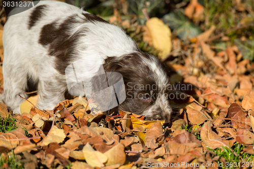 Image of English Cocker Spaniel puppy