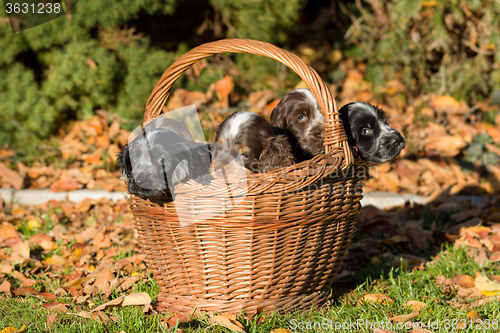 Image of English Cocker Spaniel puppy in basket