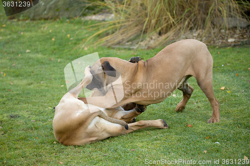 Image of two female of Fila Brasileiro (Brazilian Mastiff)