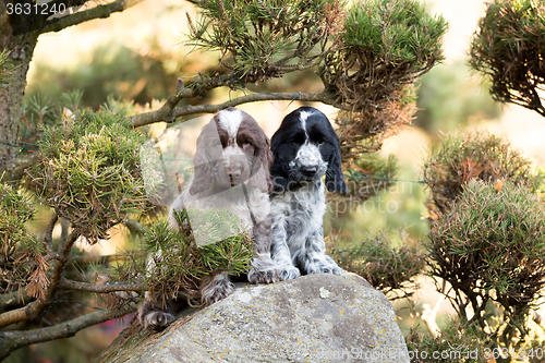 Image of English Cocker Spaniel puppy