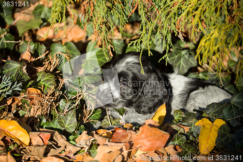 Image of English Cocker Spaniel puppy